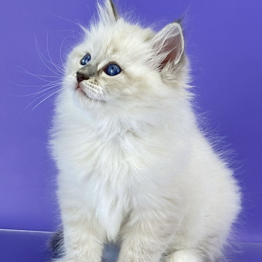 Zephire Siberian male, blue tabby pointed with white