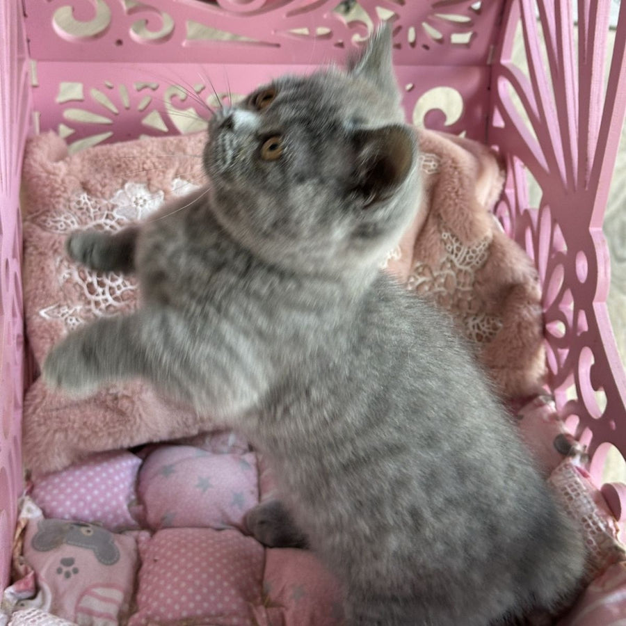 Milka Munchkin female, blue