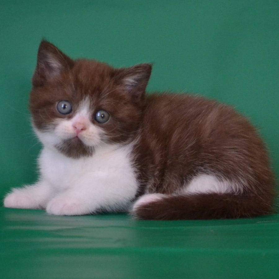 Peter Scottish Straight male, chocolate silver bicolour