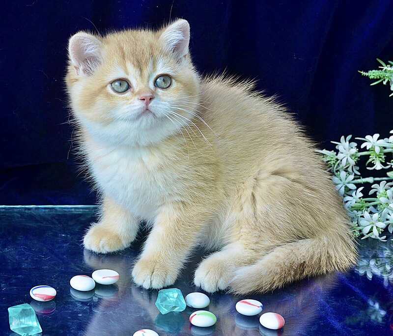 Rafaela British Shorthair female, chocolate golden shaded