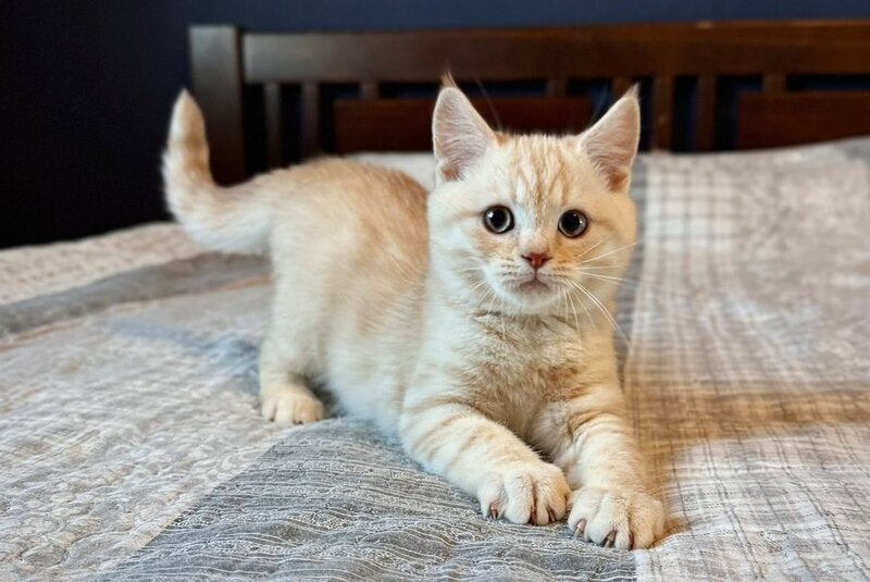 Jonos Scottish Straight male, cream silver spotted tabby