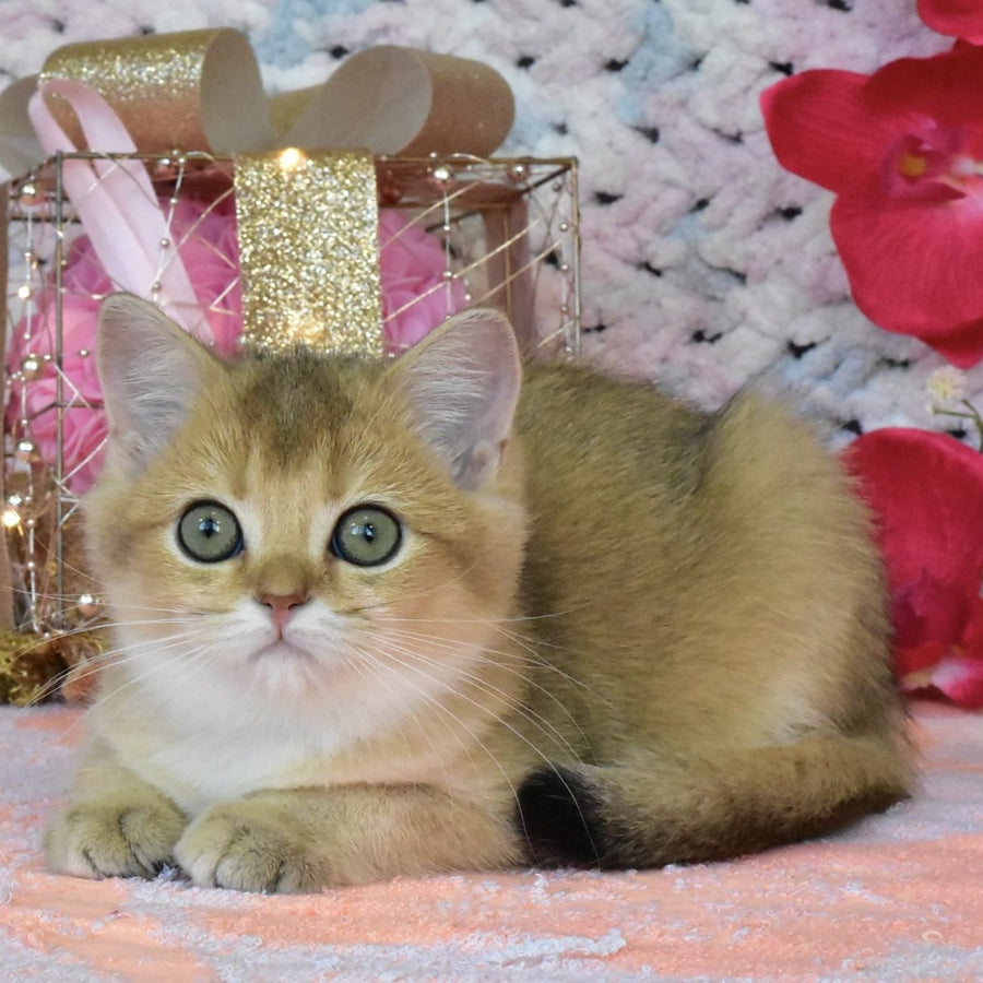 Hummer British Shorthair male, black golden shaded