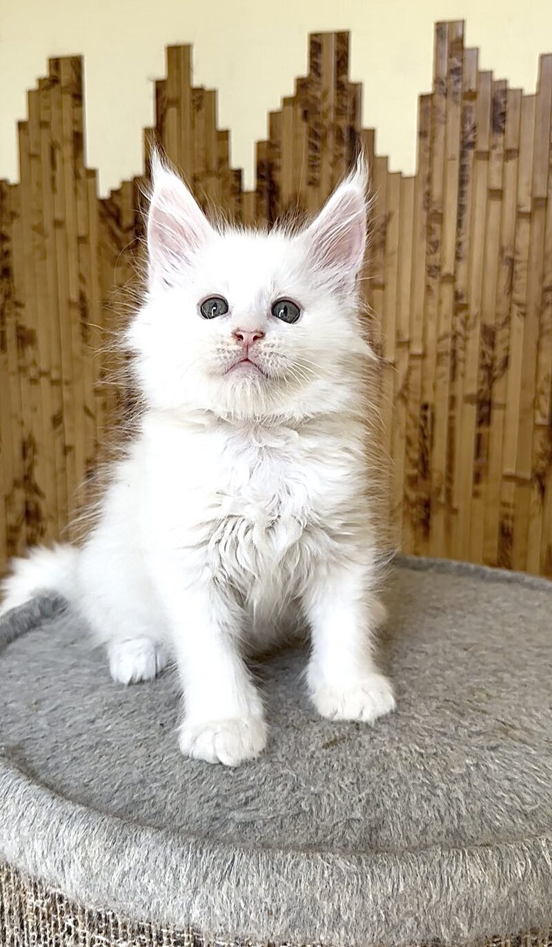 Ustin Maine Coon male, white