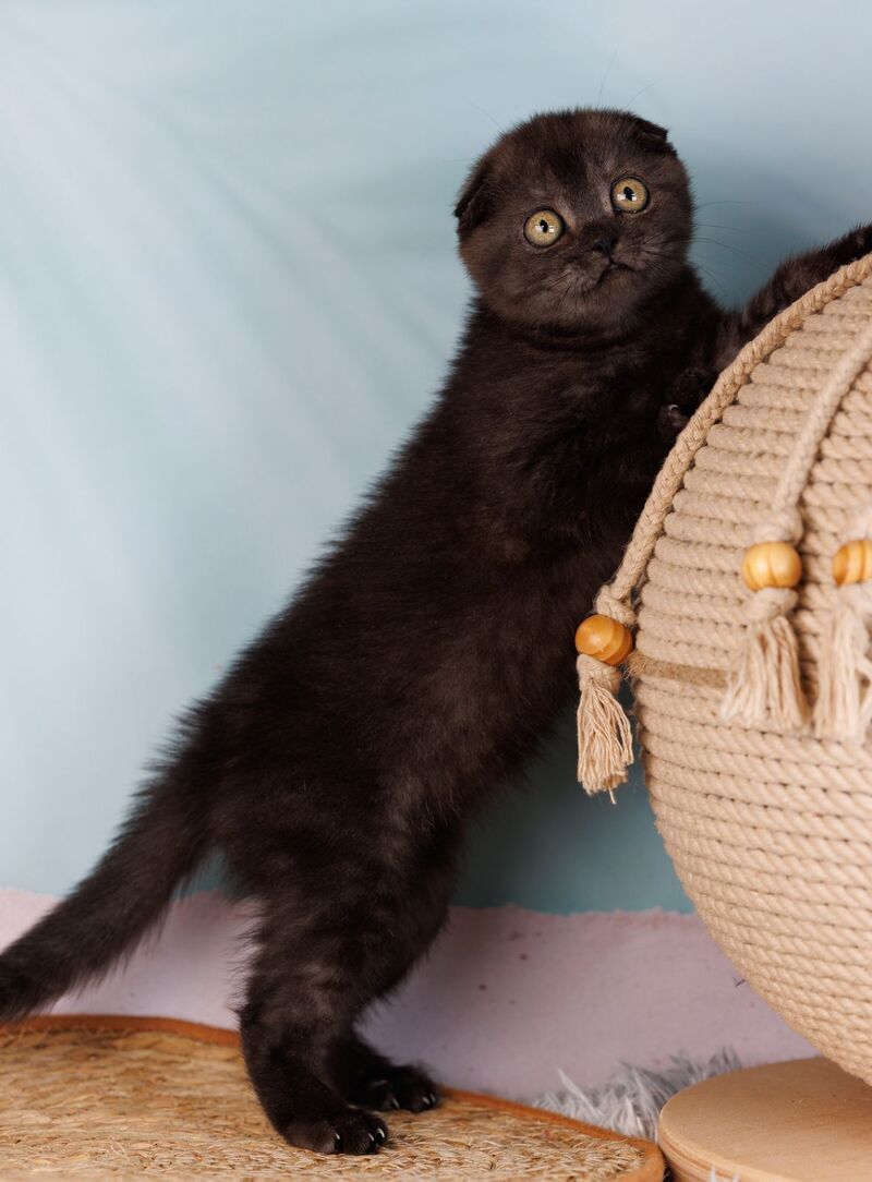 Ursula Scottish Fold female, black silver