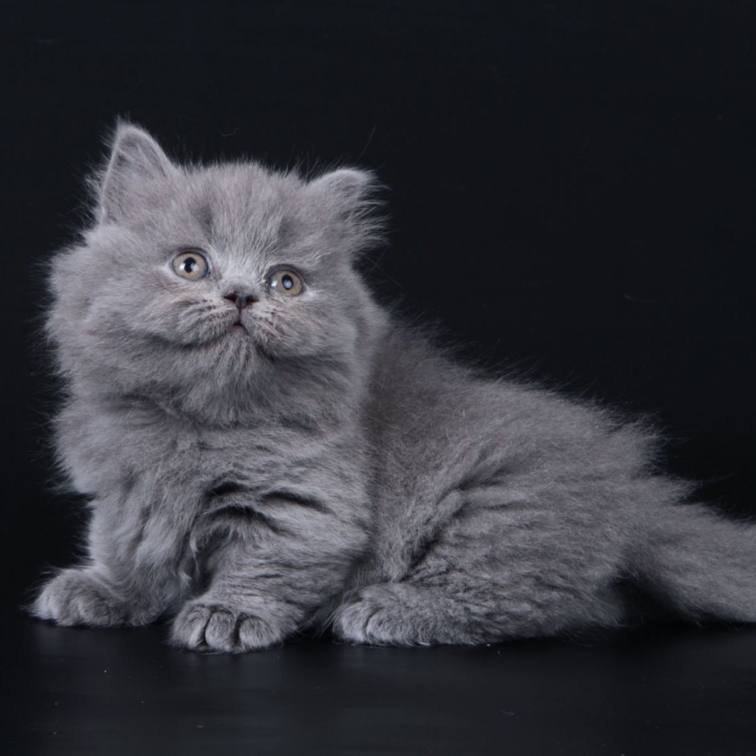Waldoon Munchkin male, blue