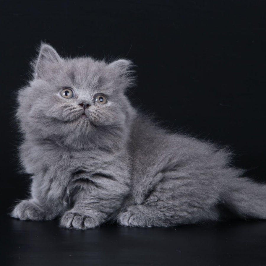 Waldoon Munchkin male, blue