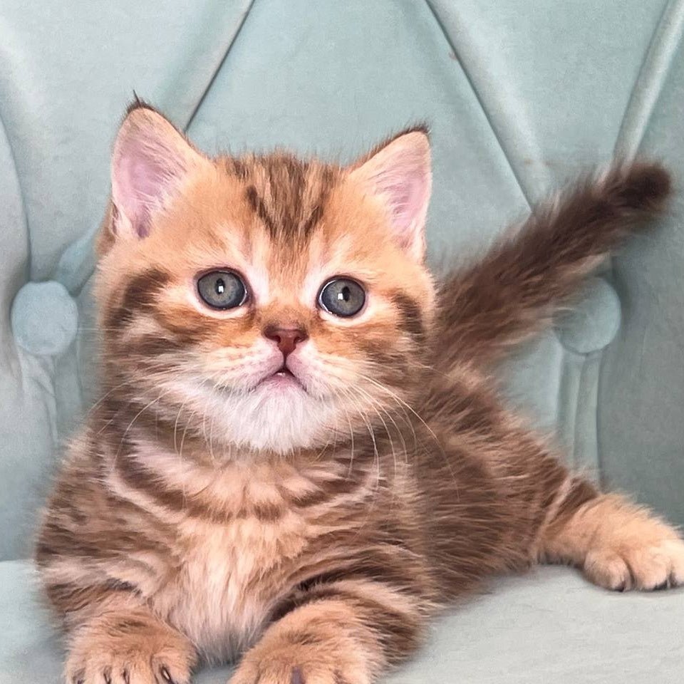 Luntik Munchkin male, chocolate tabby