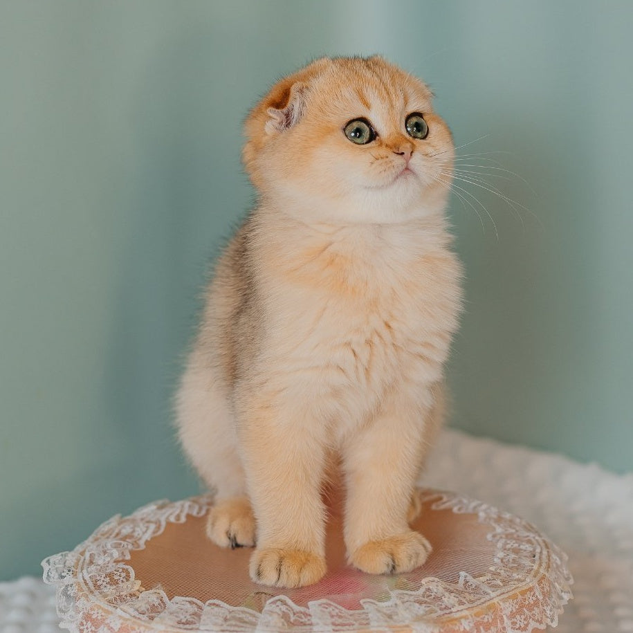 Feride Scottish Fold female, black golden shaded