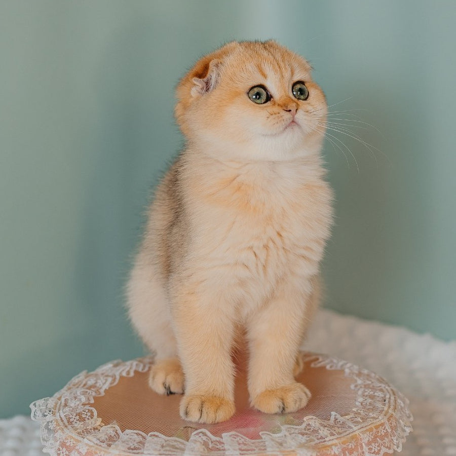 Feride Scottish Fold female, black golden shaded