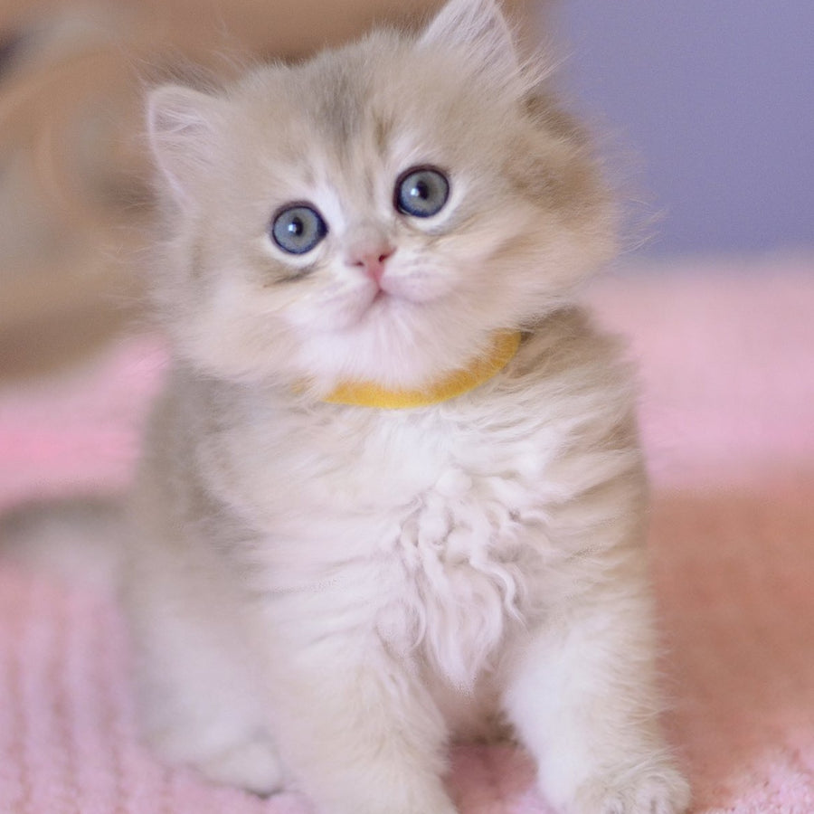 Yumi British Longhair male, blue golden chinchilla