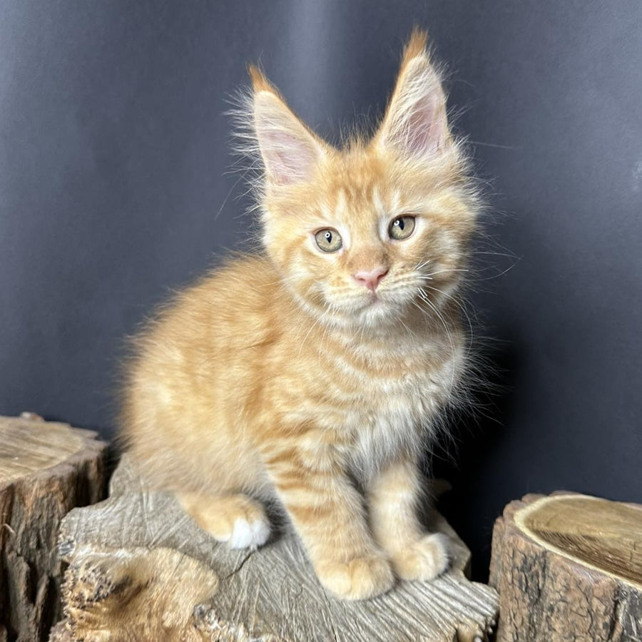 Pixel Maine Coon male, red tabby with white
