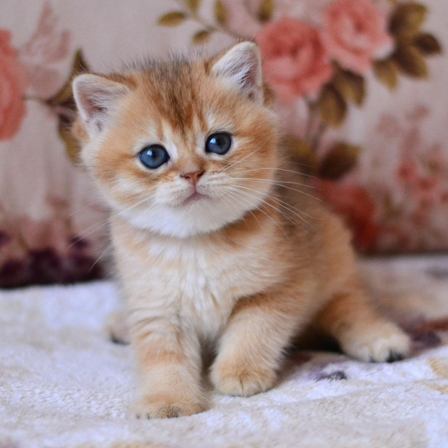Luna British Shorthair female, black golden shaded