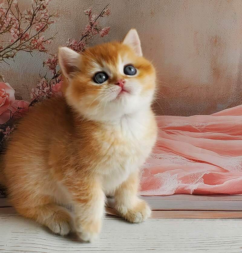 Jerry British Shorthair male, black golden shaded