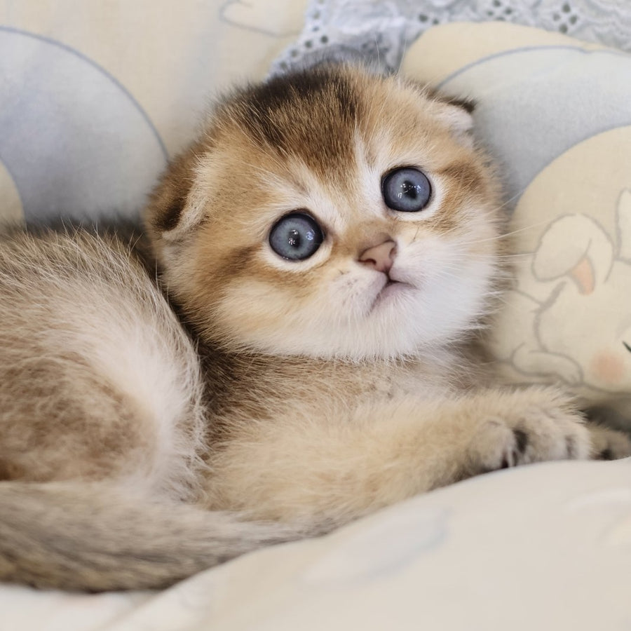 Erik Scottish Fold male, black golden ticked tabby