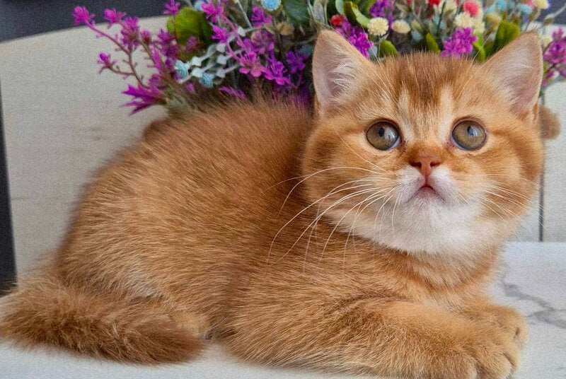 Marta British Shorthair female chocolate golden shaded - live animals