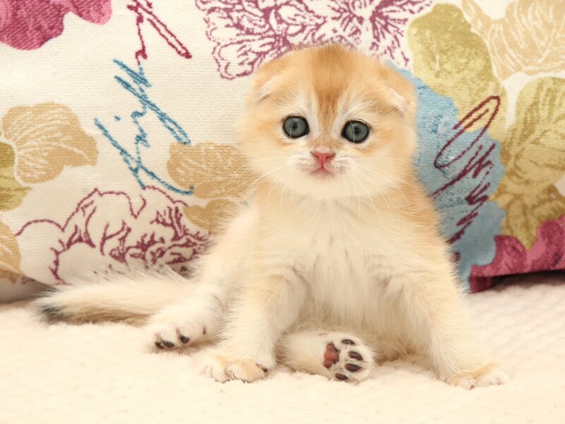 Yantar Scottish Fold male black golden chinchilla - live animals