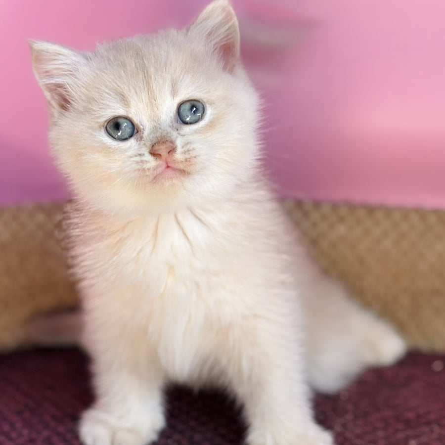 Simba British Shorthair male, lilac golden chinchilla
