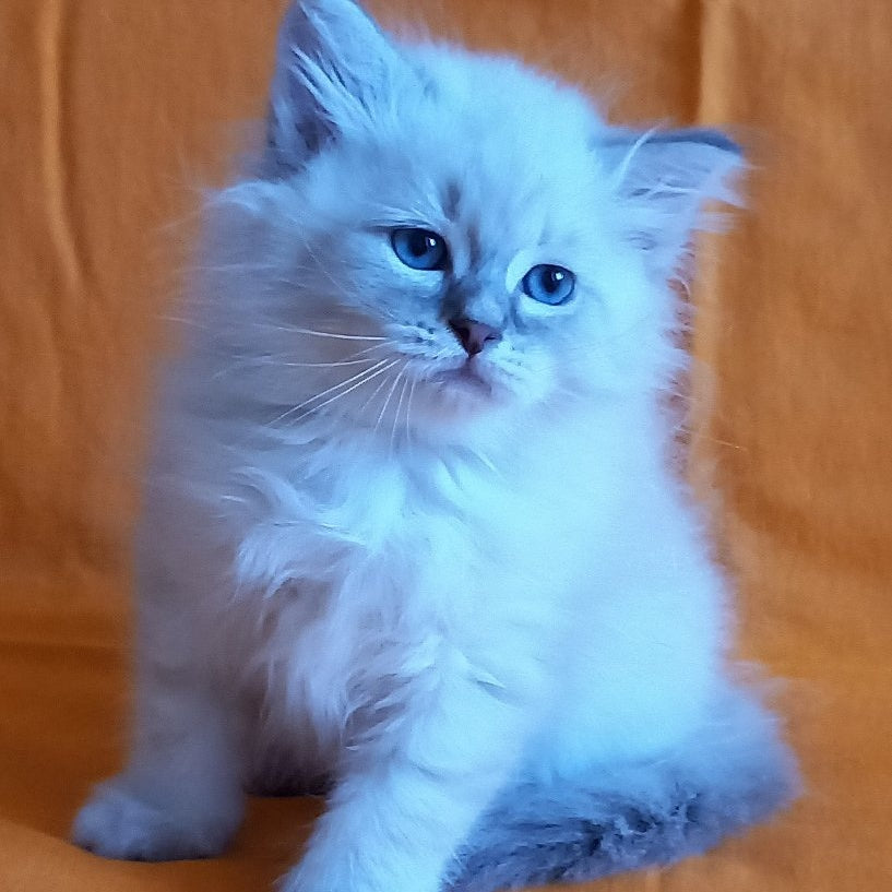 Medad Siberian male, blue tabby pointed
