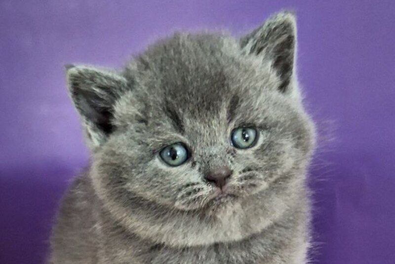 Janeta British Shorthair female blue - live animals