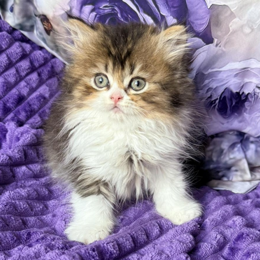 Vasilisa British Longhair female, black tortie ticked tabby bicolour