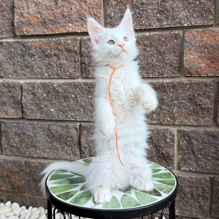 Xyla Maine Coon female, white