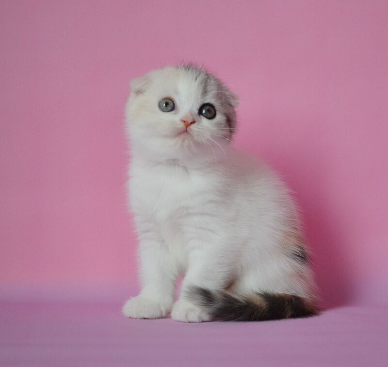 Mira Scottish Fold female, black tortie silver harlequin