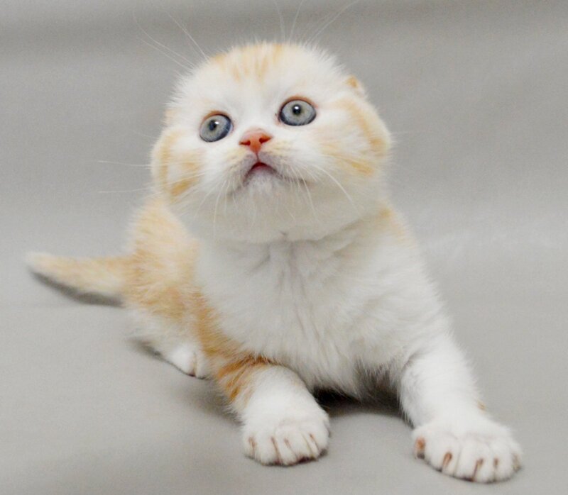 Vincent Scottish Fold male red silver spotted tabby bicolour - live animals