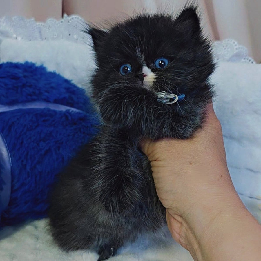 Vision Scottish Straight male, black with white
