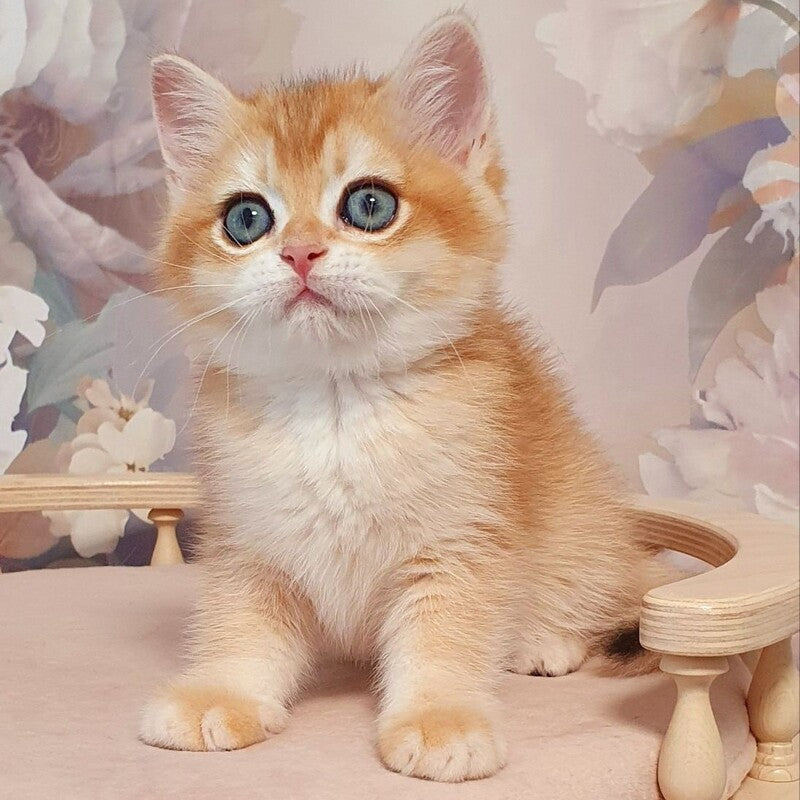 Wasilisa British Shorthair female, black golden chinchilla