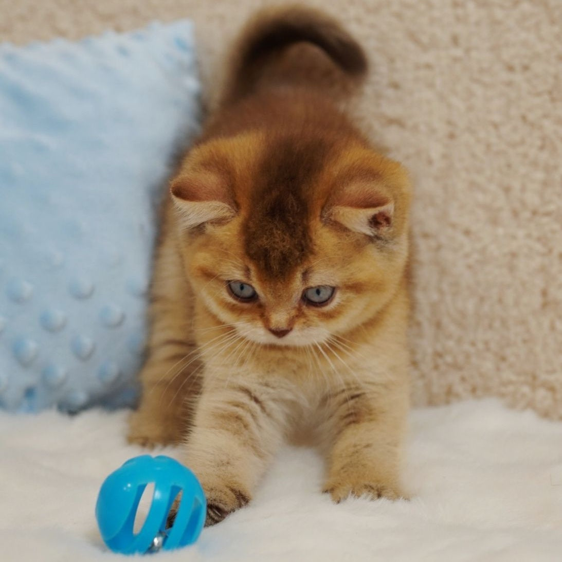 Wolf British Shorthair male, cinnamon ticked tabby with white