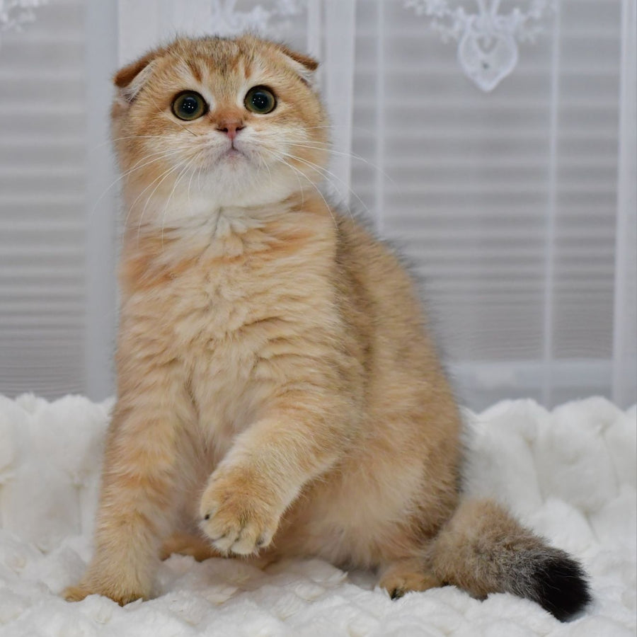Maya Scottish Fold female, black golden shaded