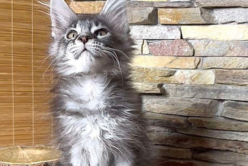 Ruta Maine Coon female, black silver tabby