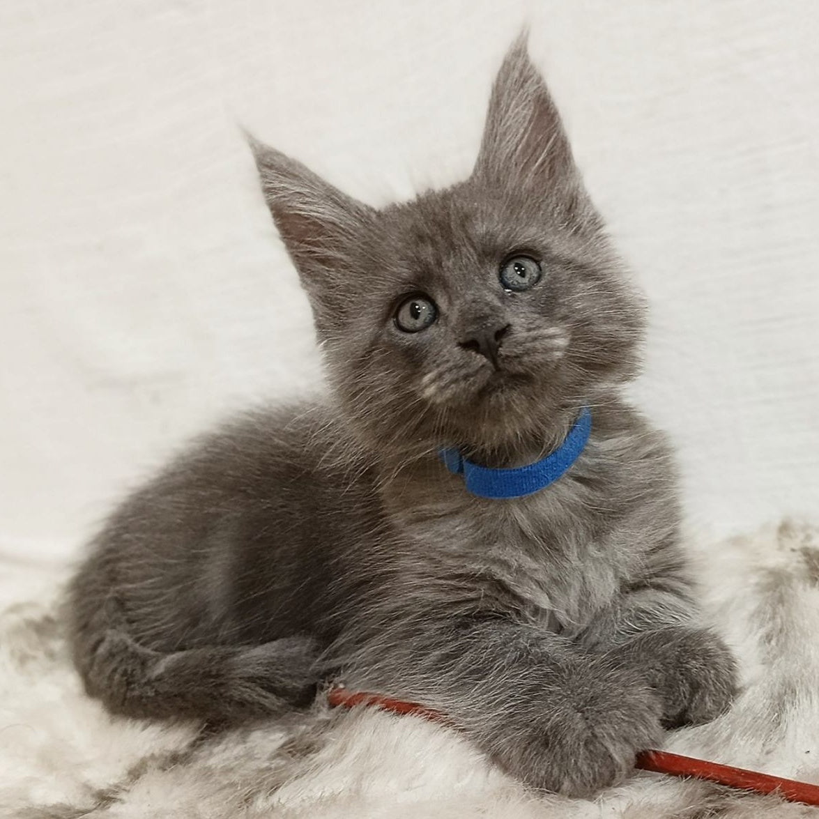 Fox Maine Coon male, blue silver