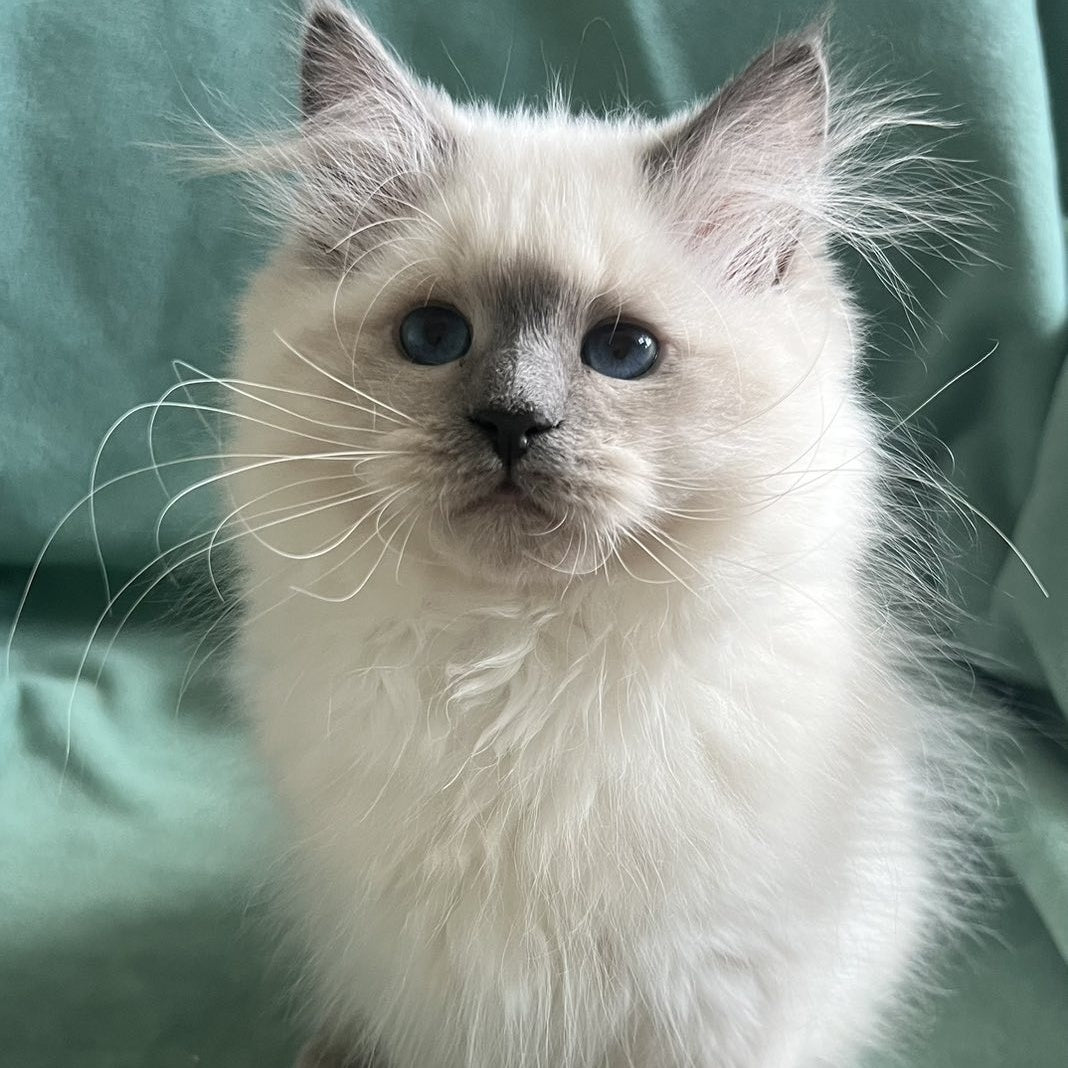 Sissy Siberian female, blue pointed with white