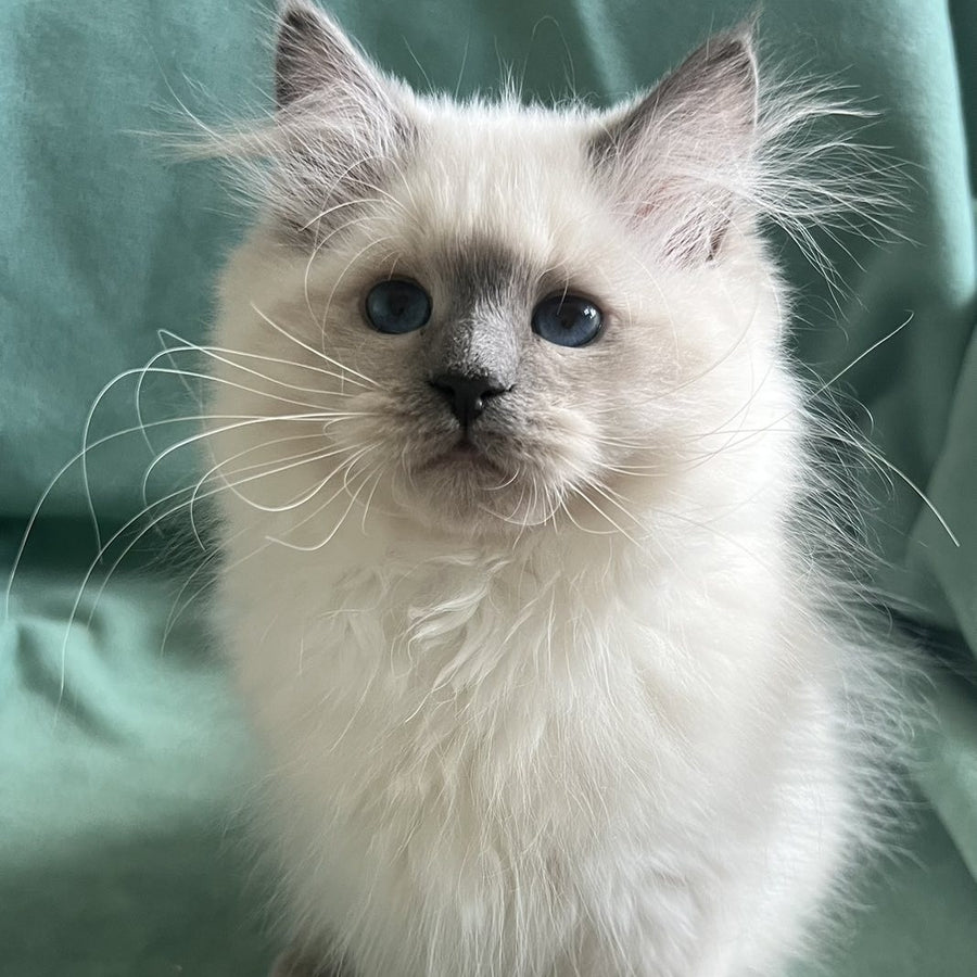 Sissy Siberian female, blue pointed with white