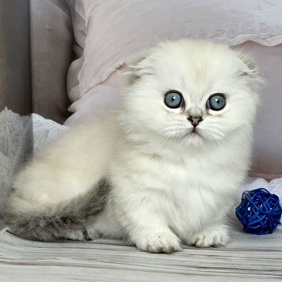 Sapphire Munchkin female, black silver shaded pointed