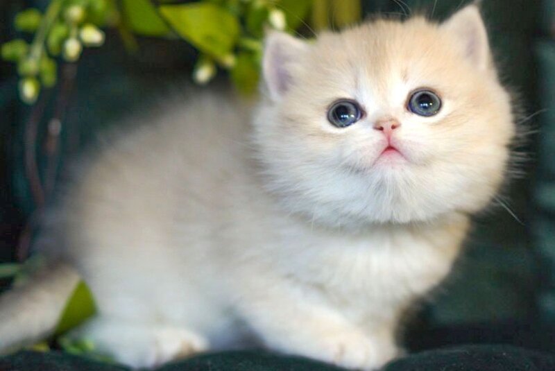 Onix British Shorthair male blue golden shaded - live animals