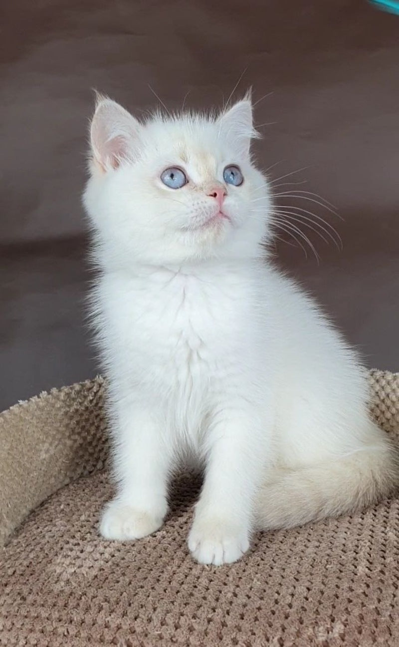 Xander British Shorthair male lilac golden chinchilla pointed - live animals