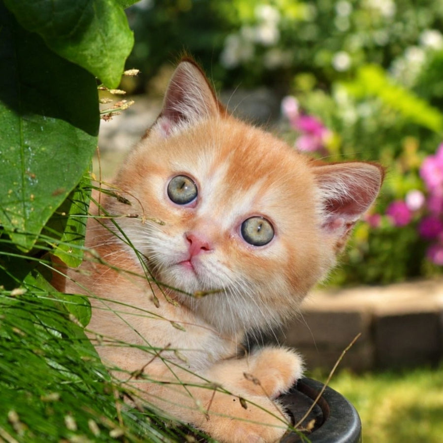 Oliver Scottish Straight male, red ticked tabby