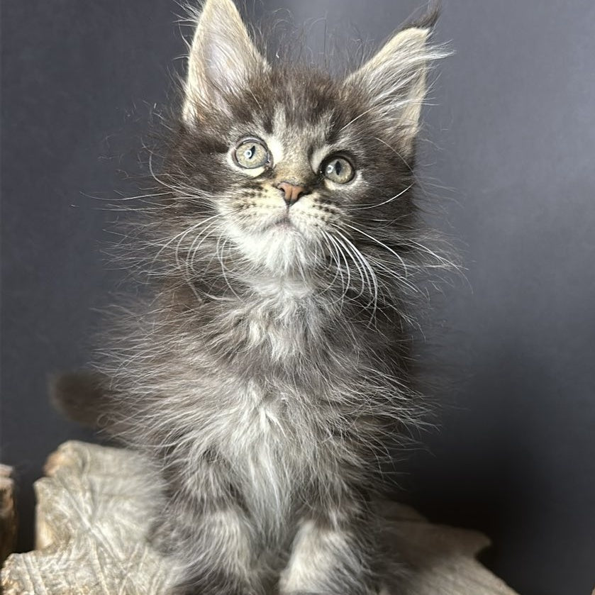 Sandra Maine Coon female, black silver ticked tabby
