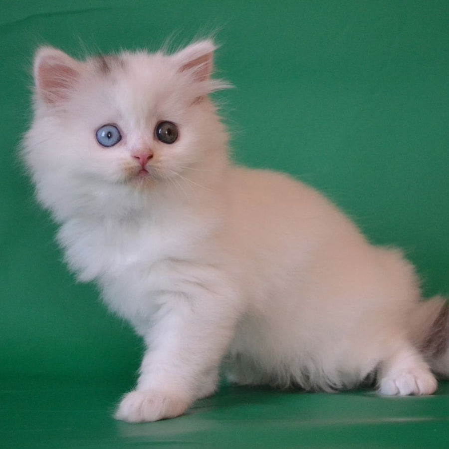 Oscar Scottish Straight male, black silver tabby van