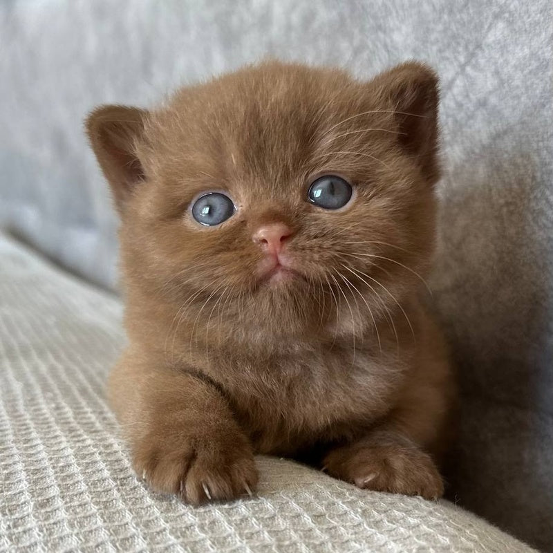 Ewa British Shorthair female, cinnamon