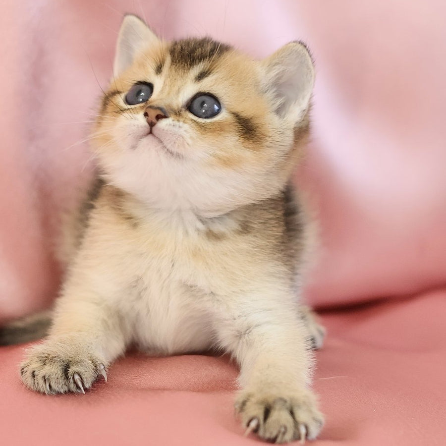 Ekler Scottish Straight male, black golden ticked tabby