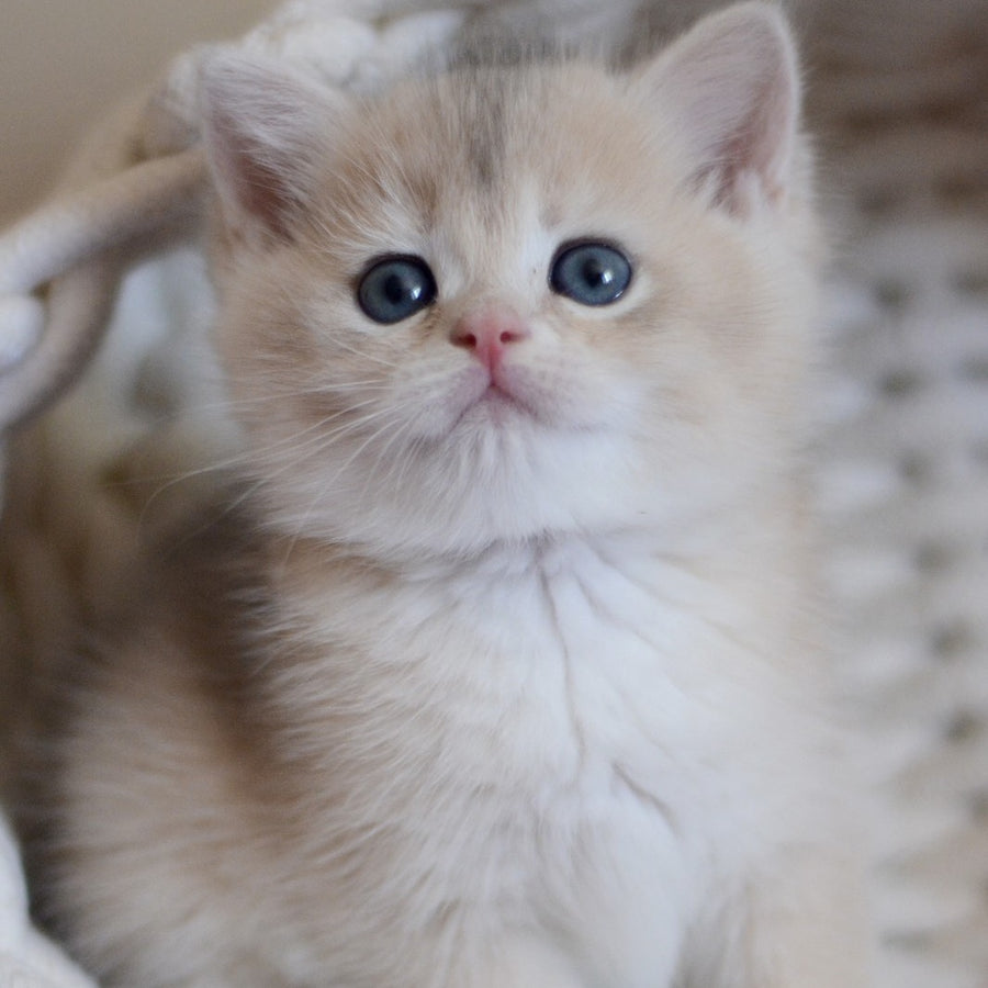 Yannis British Shorthair male, blue golden chinchilla