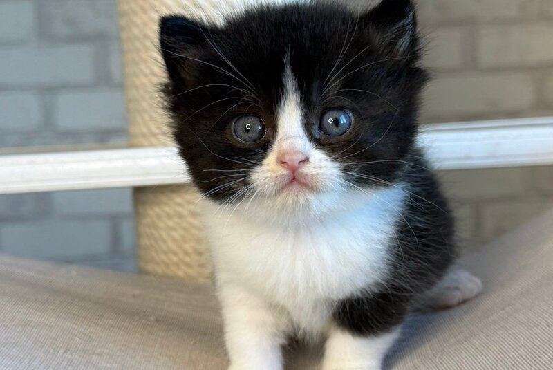 Luntik British Shorthair male, black bicolour