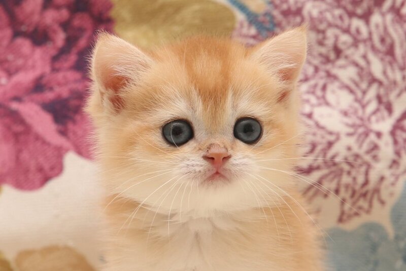 Xavier Scottish Straight male, black golden chinchilla