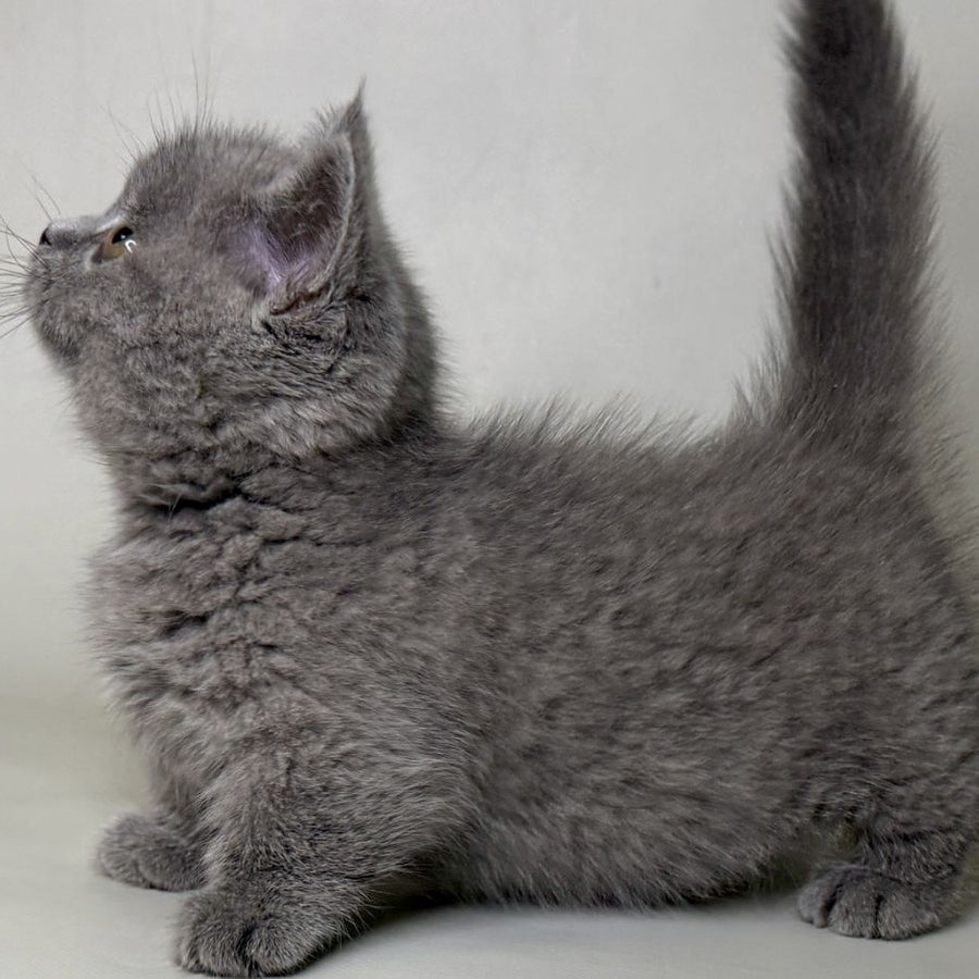 Obi Munchkin female, blue