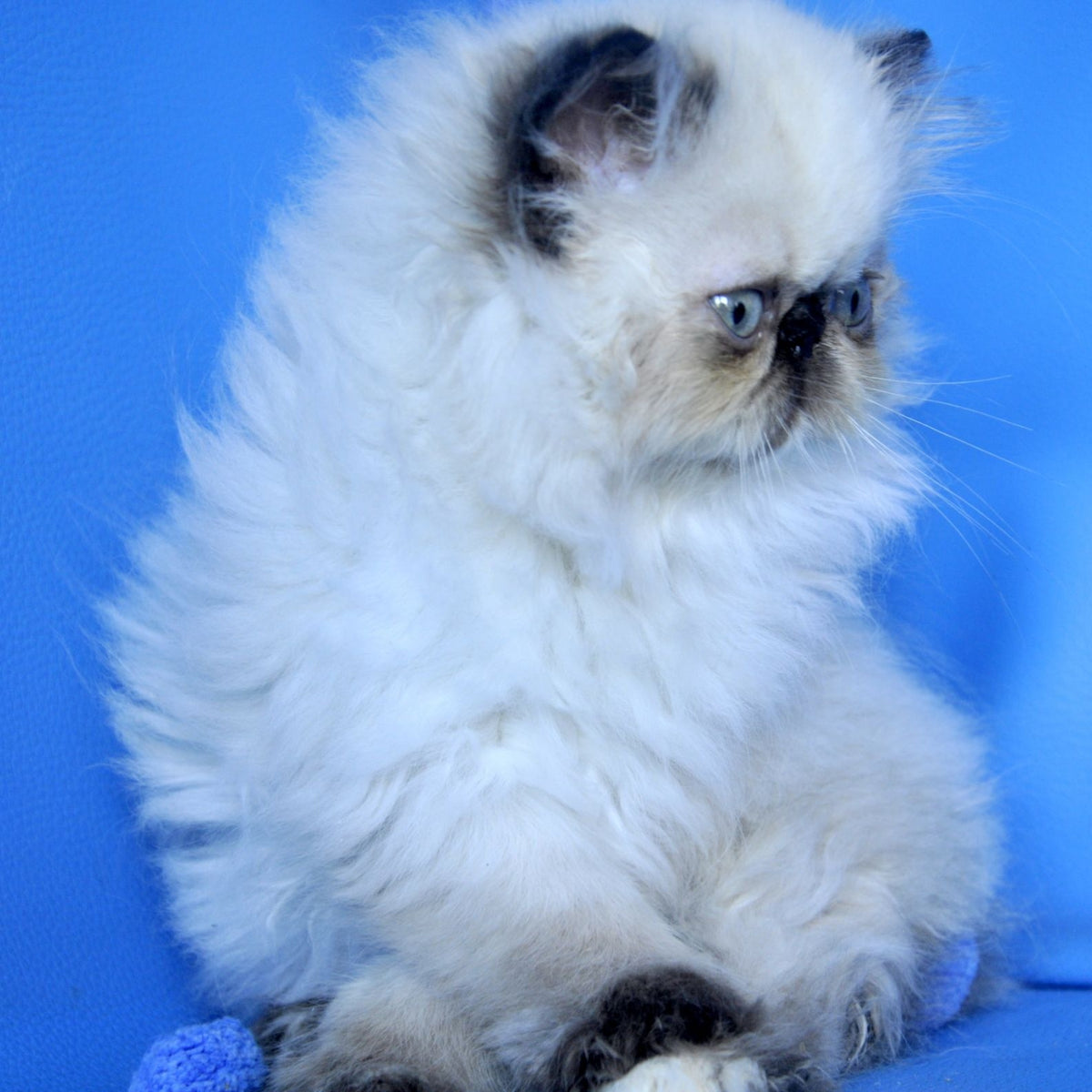 Philadelfia Persian female, black pointed
