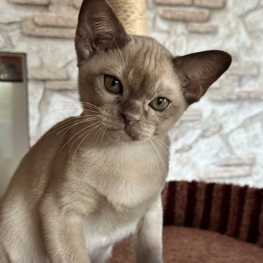 Umka Burmese male, chocolate