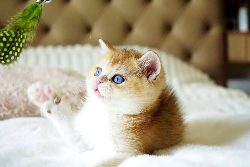 Edwin British Shorthair male, black golden shaded with white